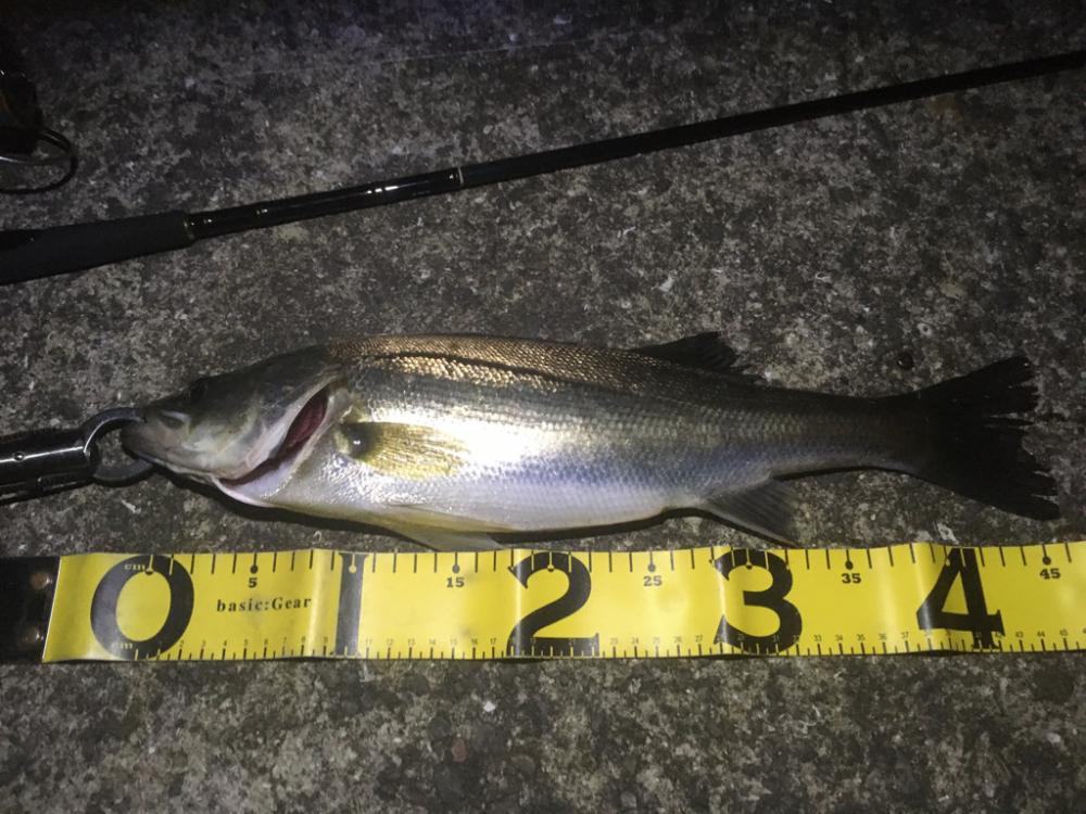 地元運河のバチ抜け事情