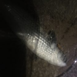 バチ抜け釣行  2