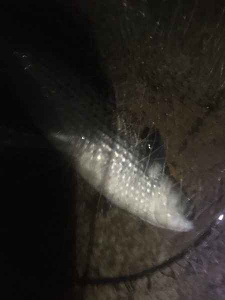 バチ抜け釣行  2