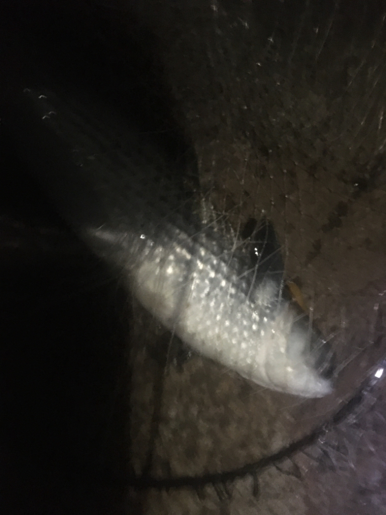 バチ抜け釣行  2