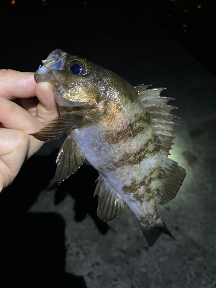 メバル連発しました