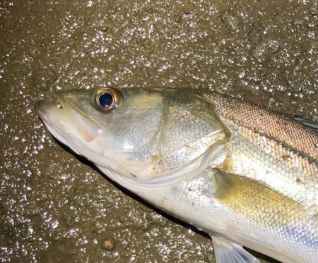 大雨後のルアーフィッシング