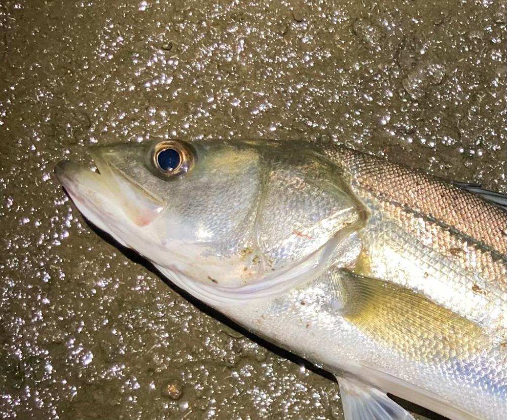 大雨後のルアーフィッシング