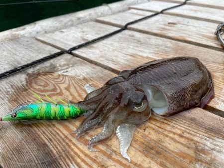 春のアオリイカ狙いでコウイカ