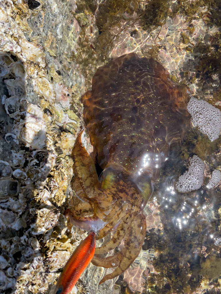 春イカ初キャッチ〜❗️