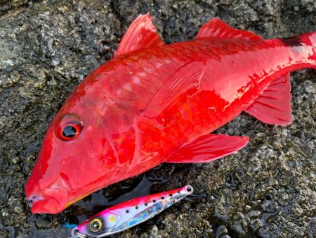 ジャックアイTGスイムはシャアもオフショア…