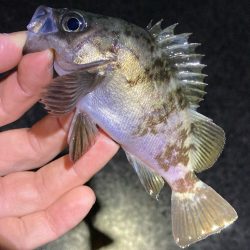 GWメバリング2回目