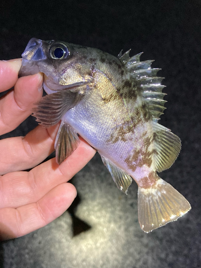 GWメバリング2回目