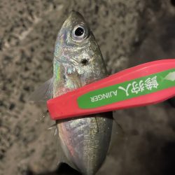 満潮時にパタンと反応が止まる