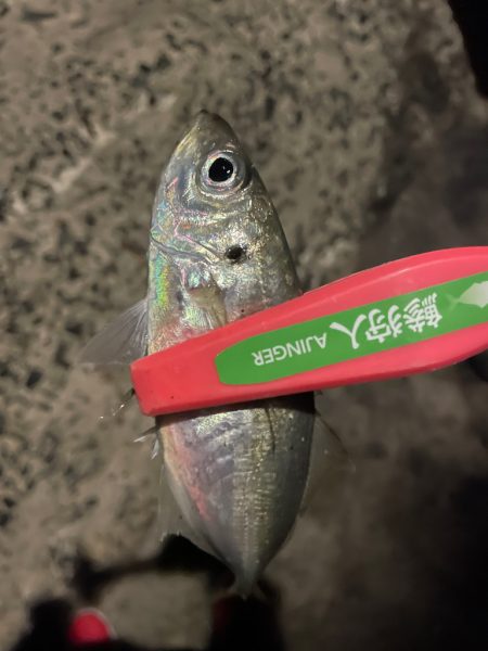 満潮時にパタンと反応が止まる