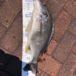 フカセでキビレ