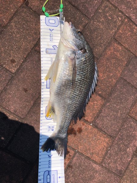 フカセでキビレ