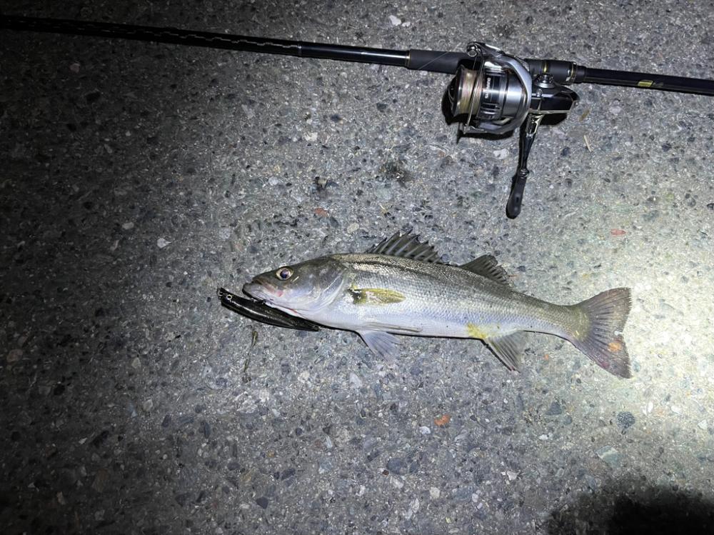 バチ抜けシーバス