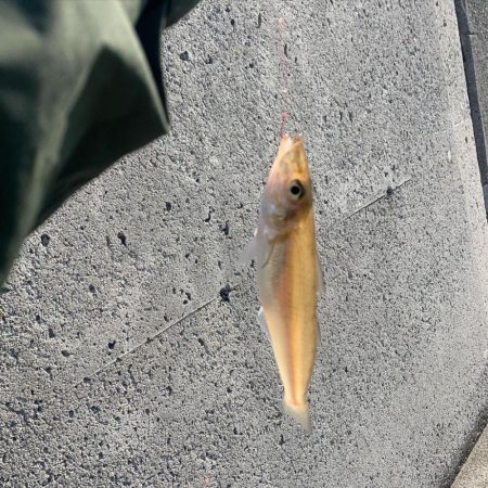 キス時々カワハギ