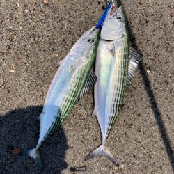 ハガツオ爆釣？！