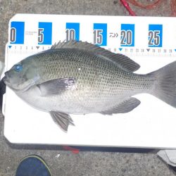 起死回生の日本海初グレ