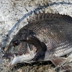 スライダーのチヌ