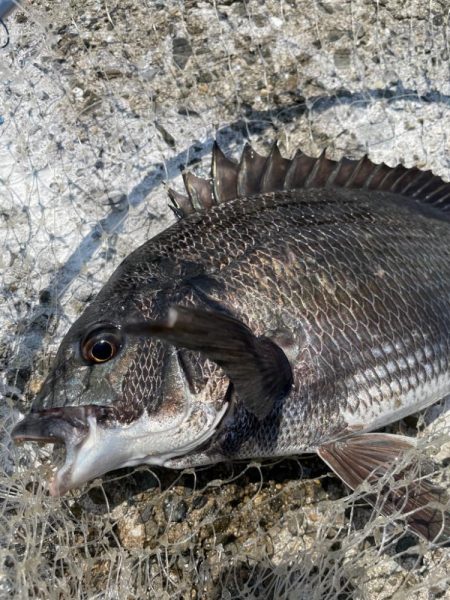 スライダーのチヌ