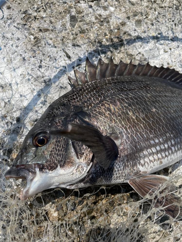 スライダーのチヌ