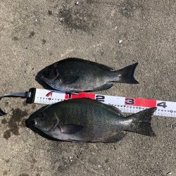 沖磯でグレフカセ釣り