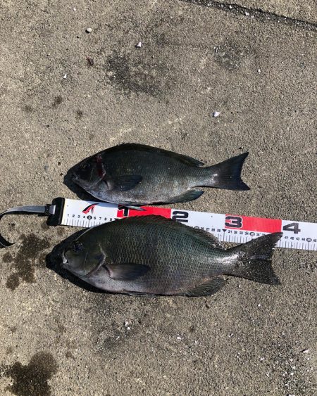 沖磯でグレフカセ釣り