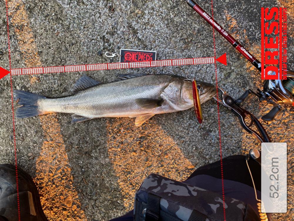 ブリストコモド7.5H入魂!!