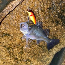 バチ抜け　シーバス　ボラ