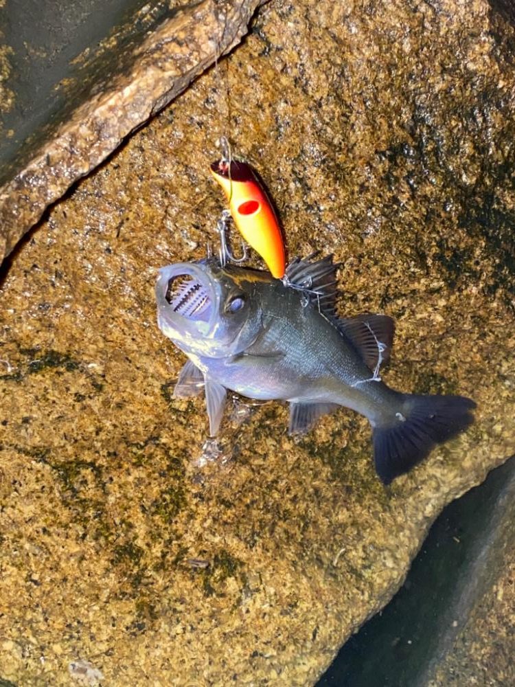 バチ抜け　シーバス　ボラ