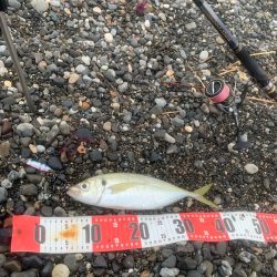 サーフでアジ！