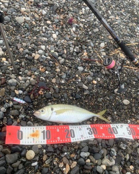 サーフでアジ！