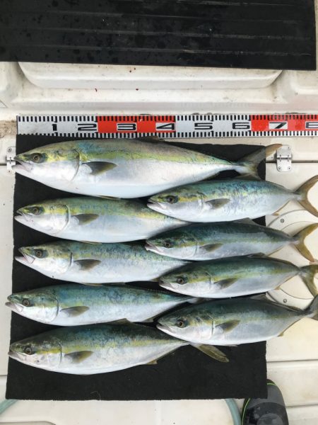 明石海峡の青物ジギング