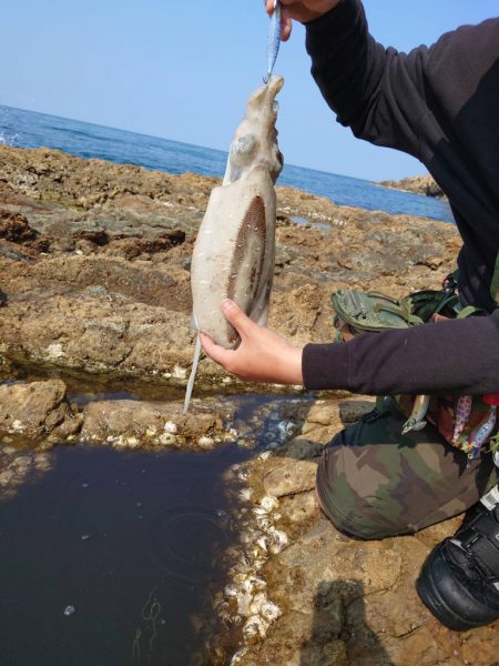 ラオウ杯にて特大紋甲