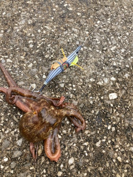 ⭐︎6-3.4-2.3-5上…