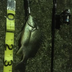 バチ抜けチヌとボラ