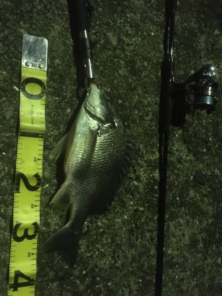 バチ抜けチヌとボラ