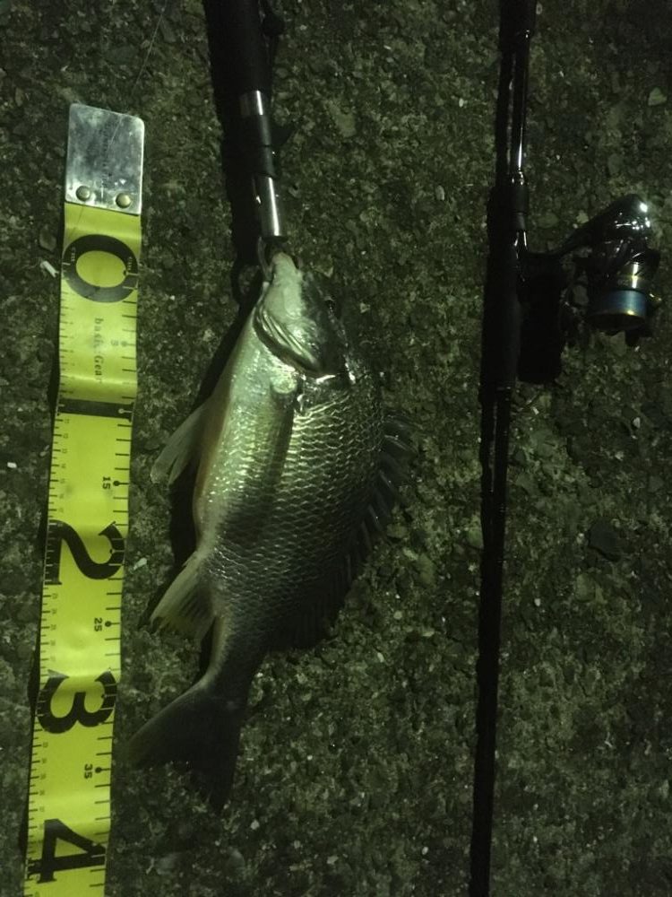 バチ抜けチヌとボラ