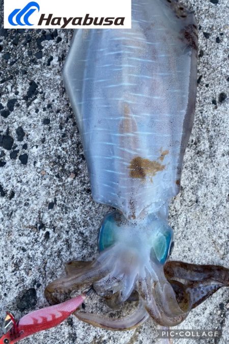 アオリイカを求めてのエギング