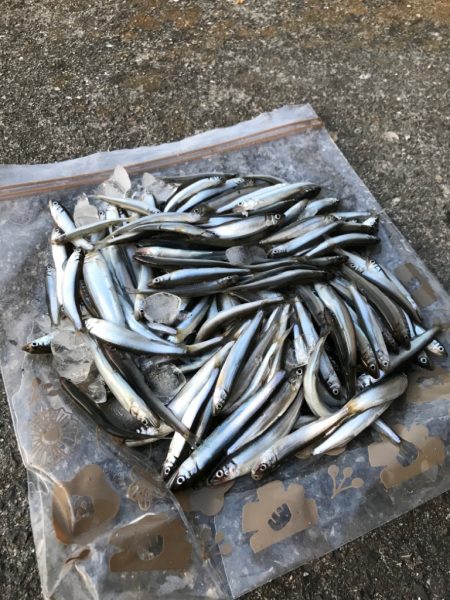 淀川水域での稚鮎サビキ