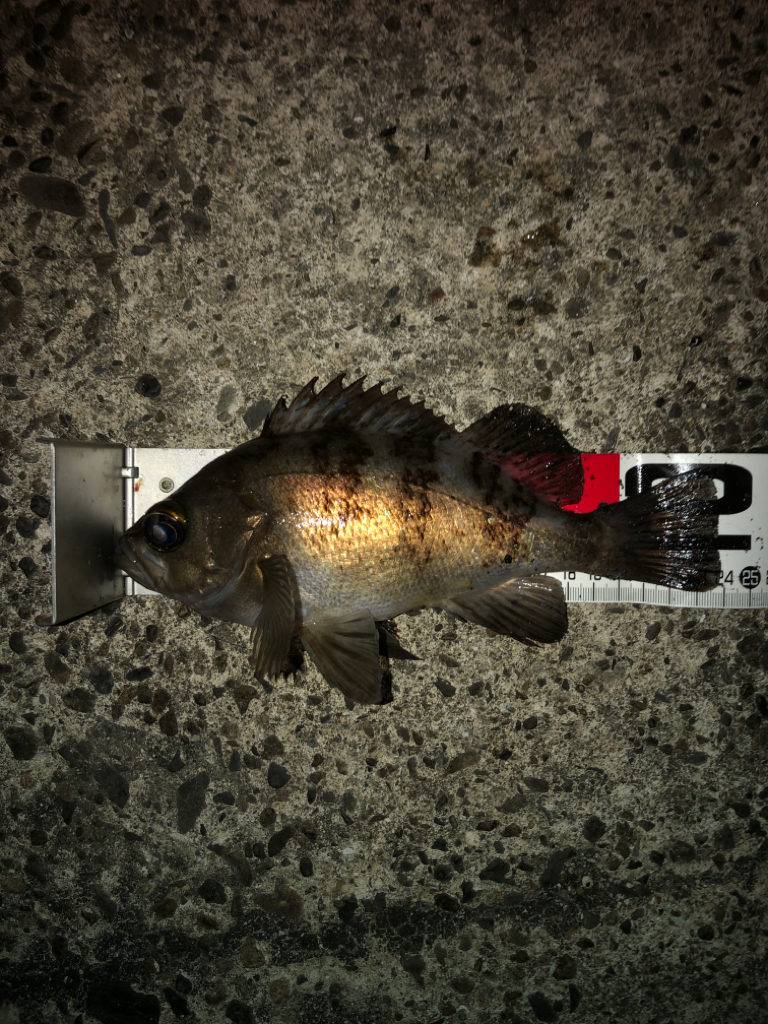 渋々メバリング