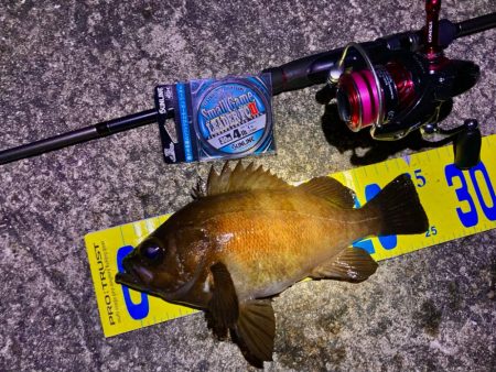 メバルハイシーズン