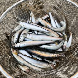 稚鮎サビキのお供はバナナとチーズだね！