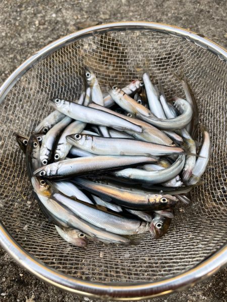 稚鮎サビキのお供はバナナとチーズだね！