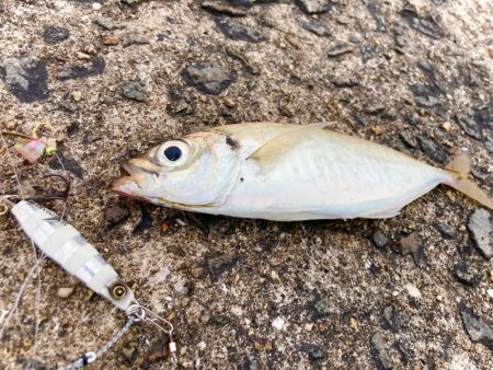 リベンジ戦！岸和田一文字のアジ！