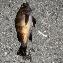 メバルに必死！