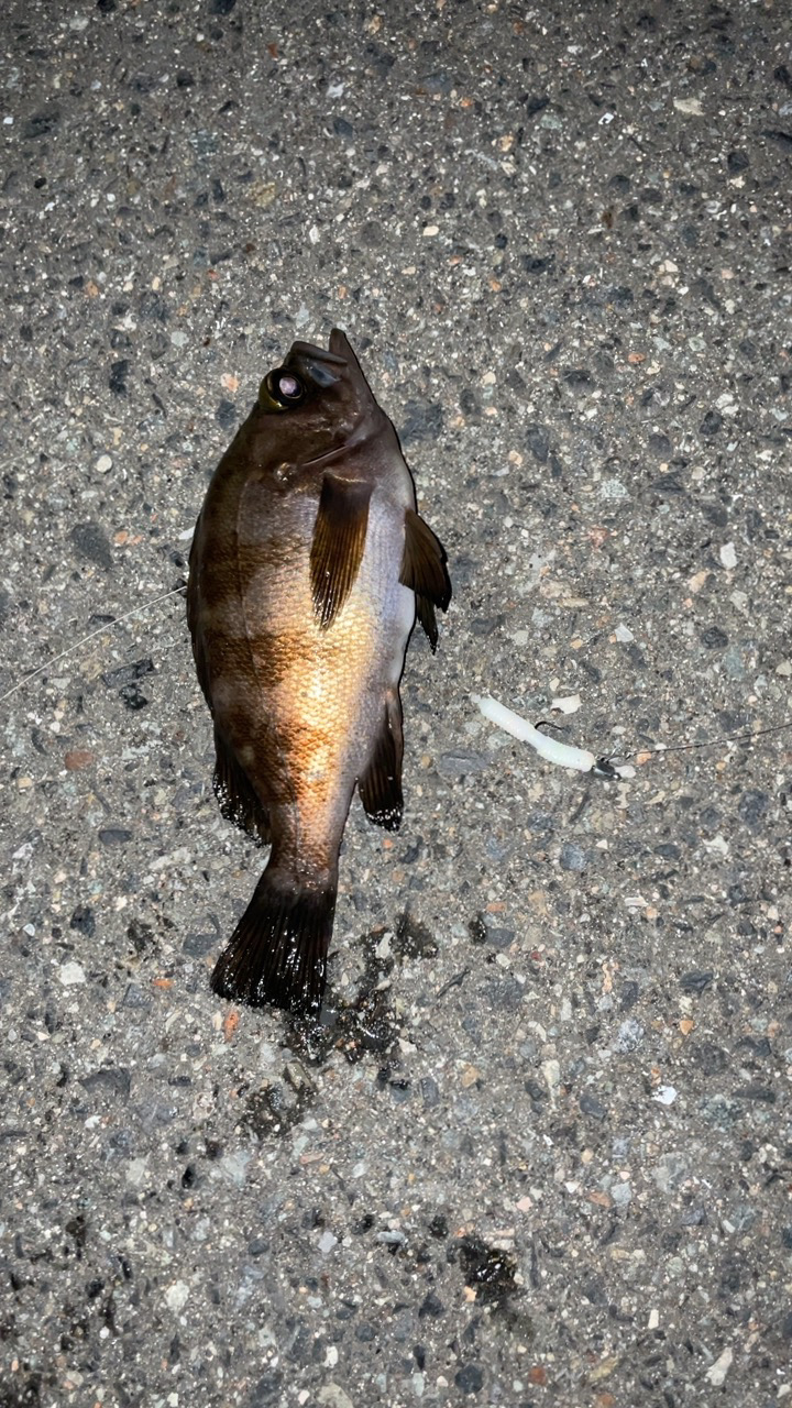 メバルに必死！