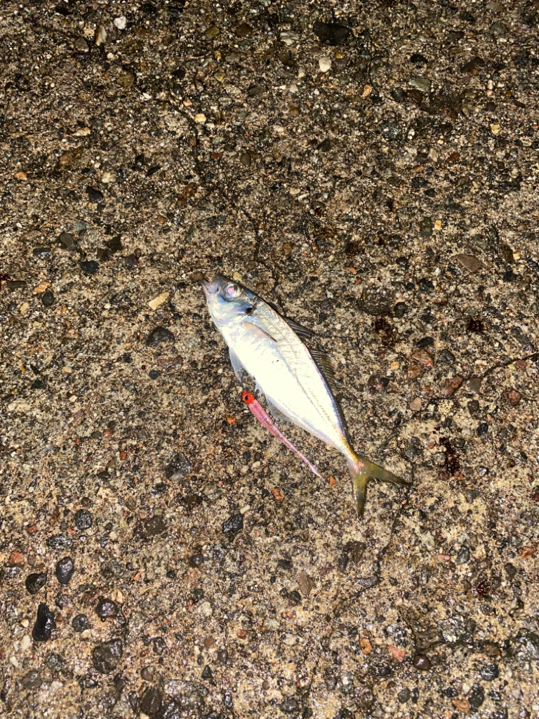 アジとコウイカ