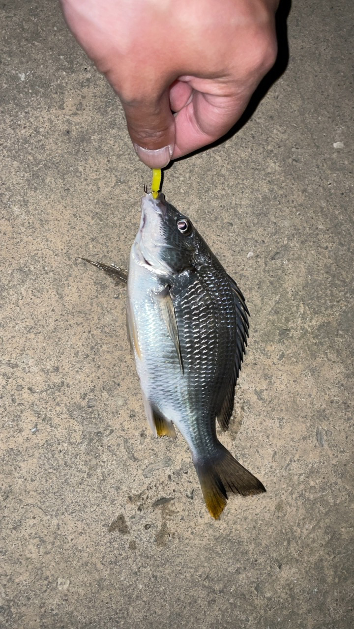 ホンマに渋い…