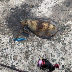 霧雨の中のエギング！