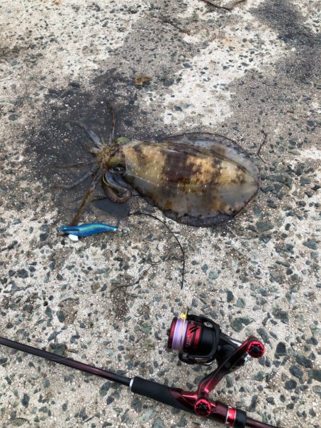 霧雨の中のエギング！