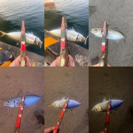 大分県別府遠征